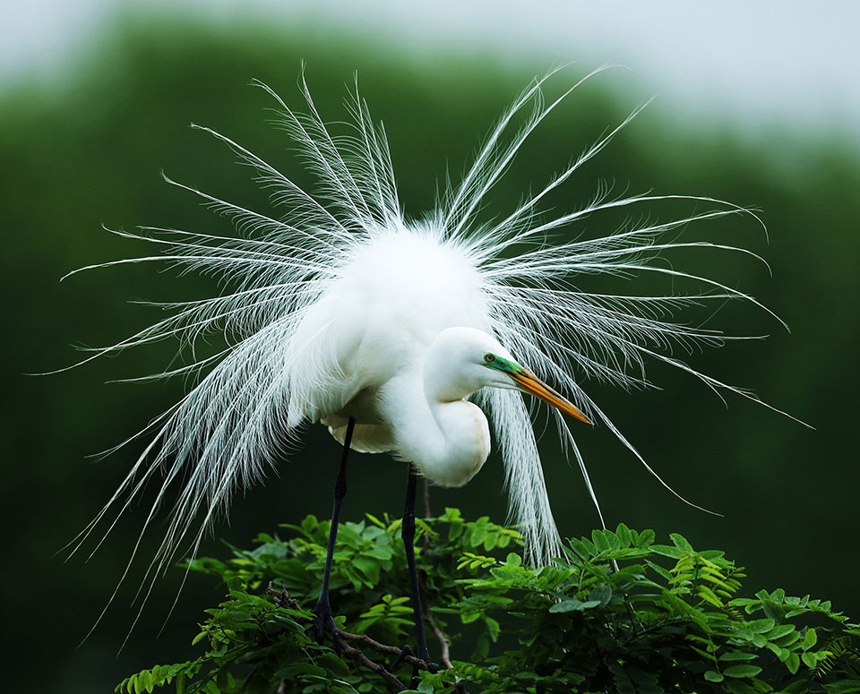 Great Egret by Deborah Repasz