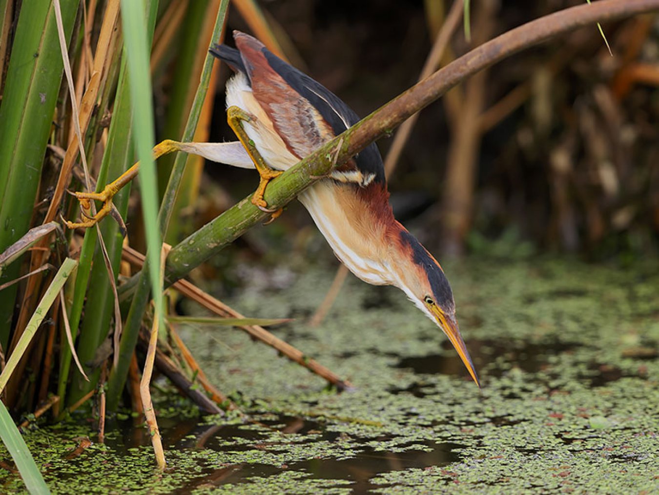 Least Bittern by Andrew McCullough