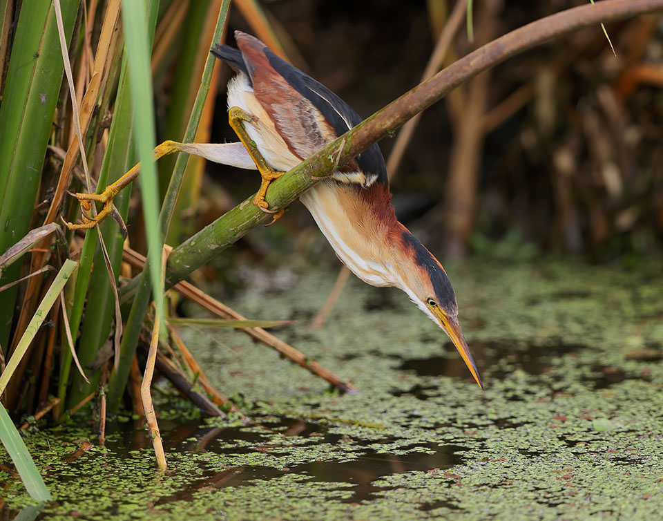 Least Bittern by Andrew McCullough