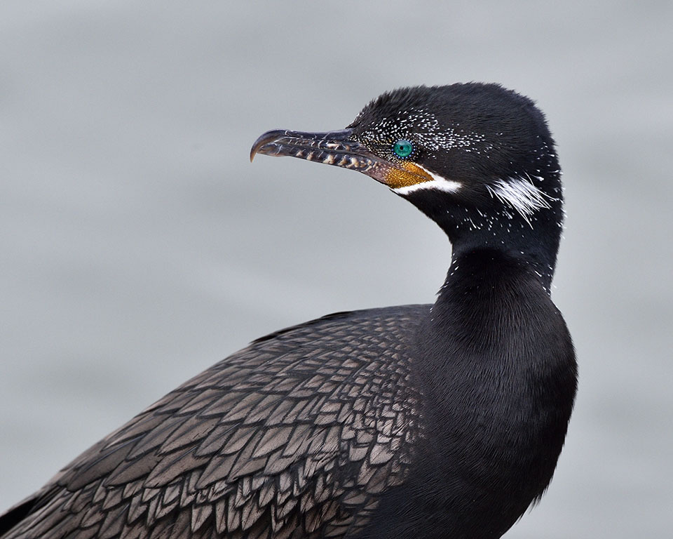 Neotropic Cormorant by Scott Meyer