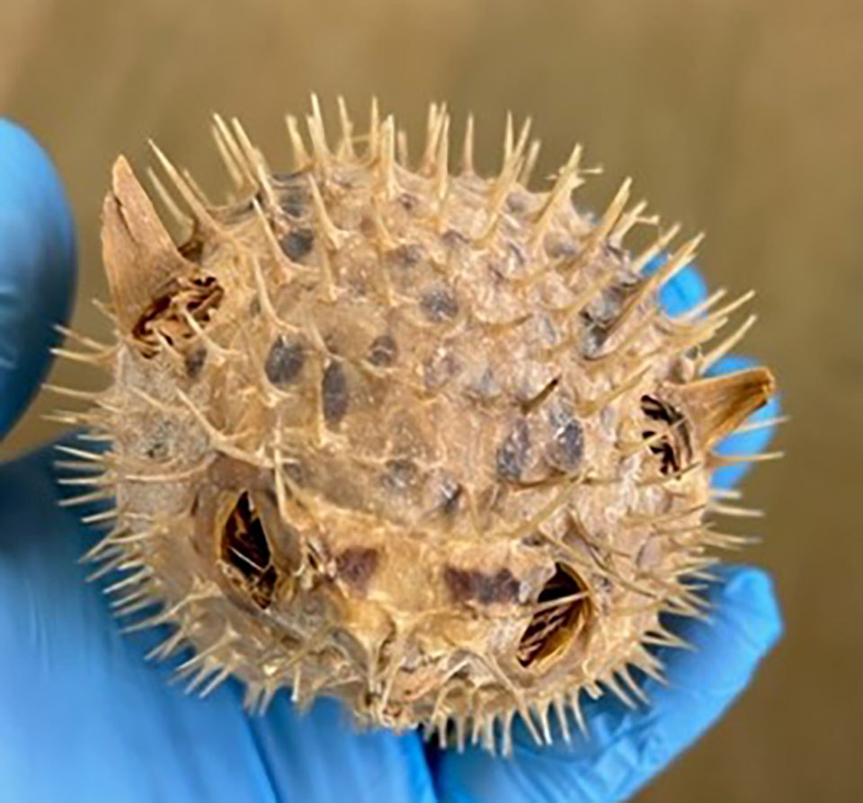 Pufferfish Also Known as a Blowfish That Can Inflate into a Ball Shape to Evade Predators