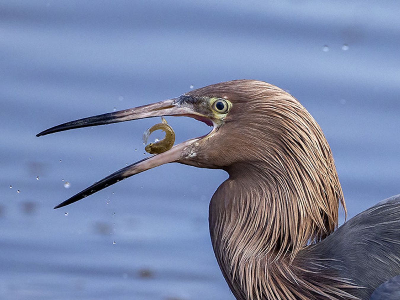 Reddish Egret by Mike Williams