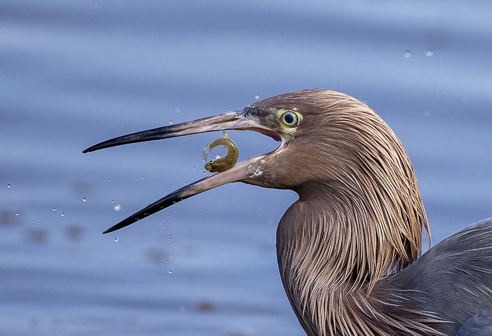 Reddish Egret by Mike Williams