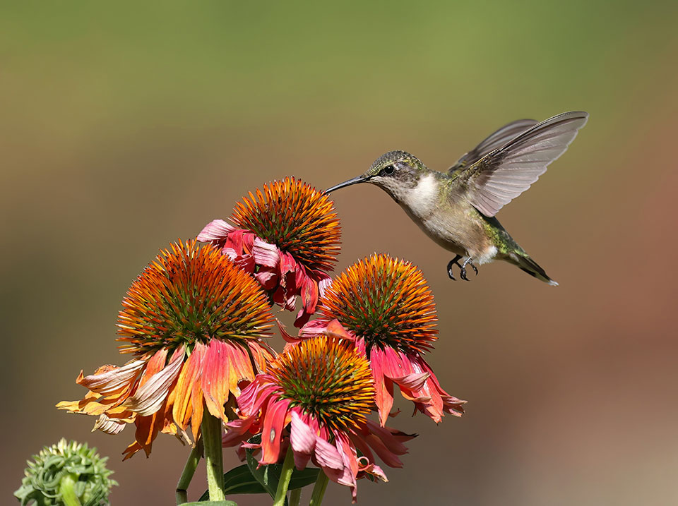 Ruby-throated Hummingbird by Dan Lotan