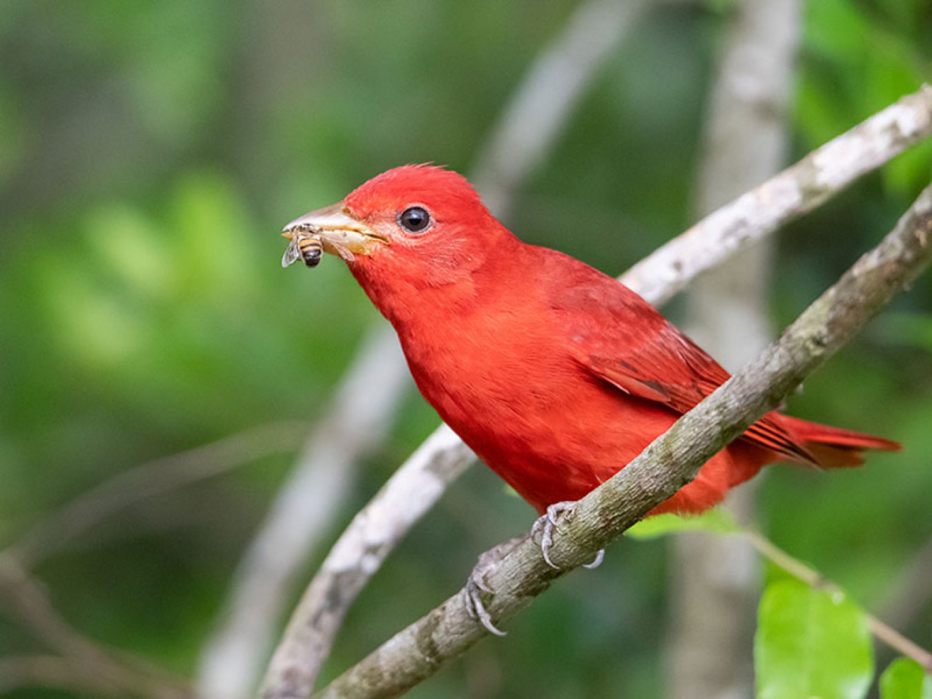 Summer Tanager by Kevin McDonald