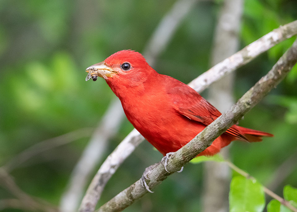 Summer Tanager by Kevin McDonald