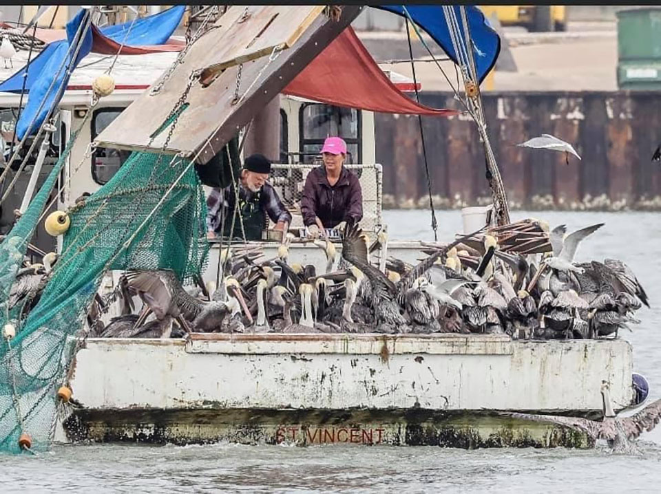 Texas Shrimp Diva and Captain Kunz Shrimping Together