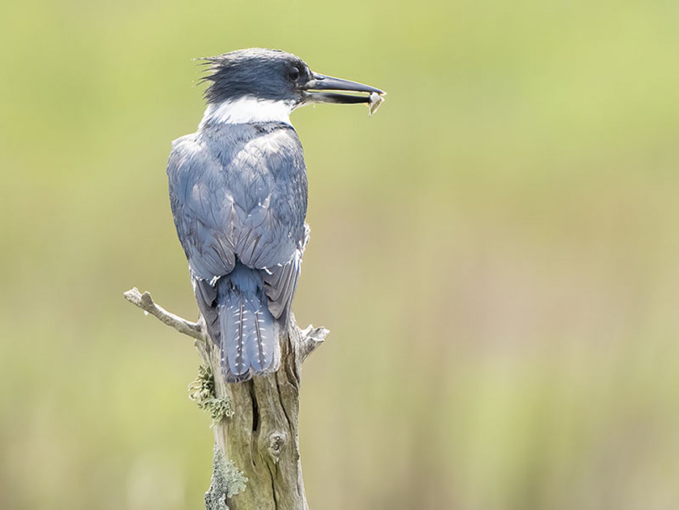 Belted Kingfisher by Ray Bednar