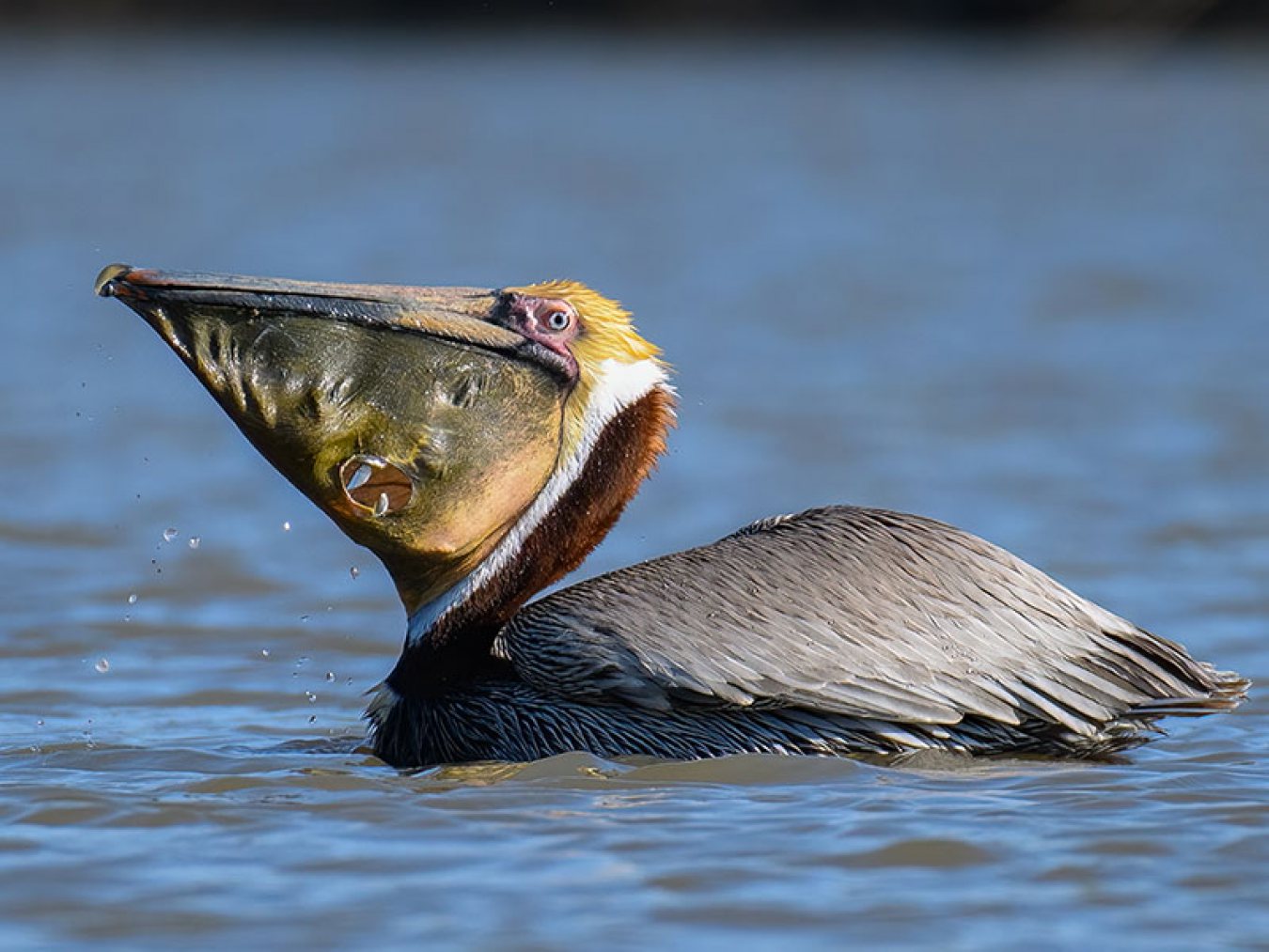 Brown Pelican by Jeffery Schaberg