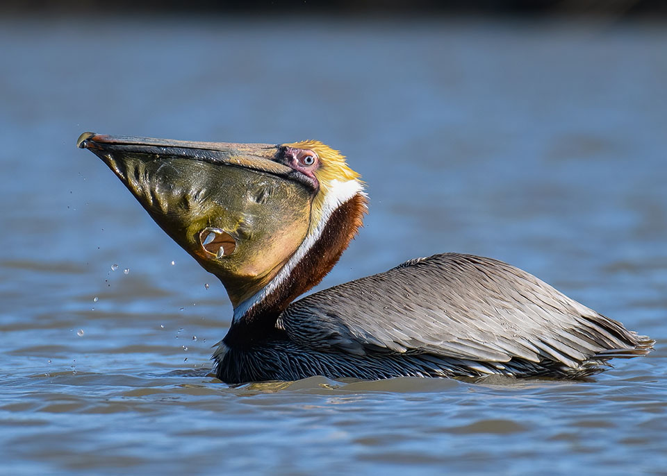 Brown Pelican by Jeffery Schaberg