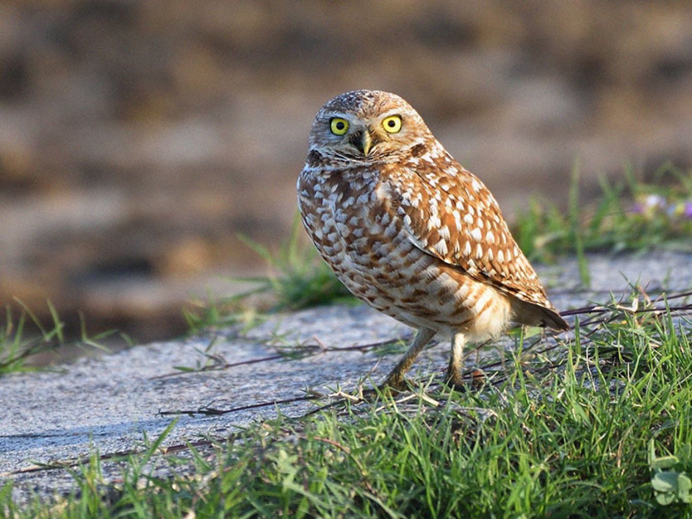 Burrowing Owl by Scott Meyer