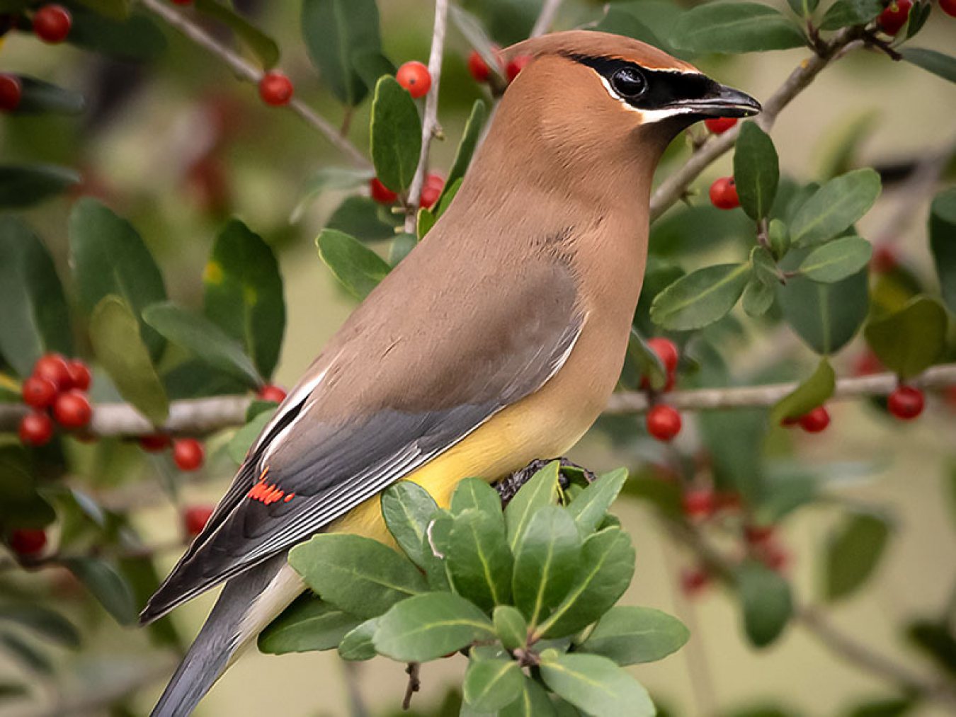 Cedar Waxwing by Steve Schuenke