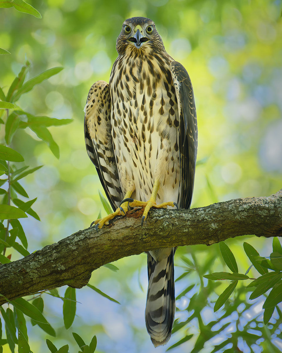 Cooper's Hawk by Joseph Smith