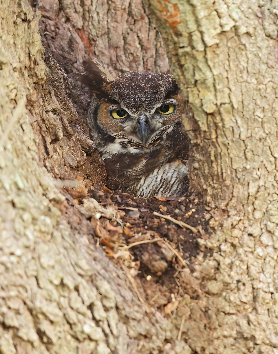 Great Horned Owl by Andrew McCullough