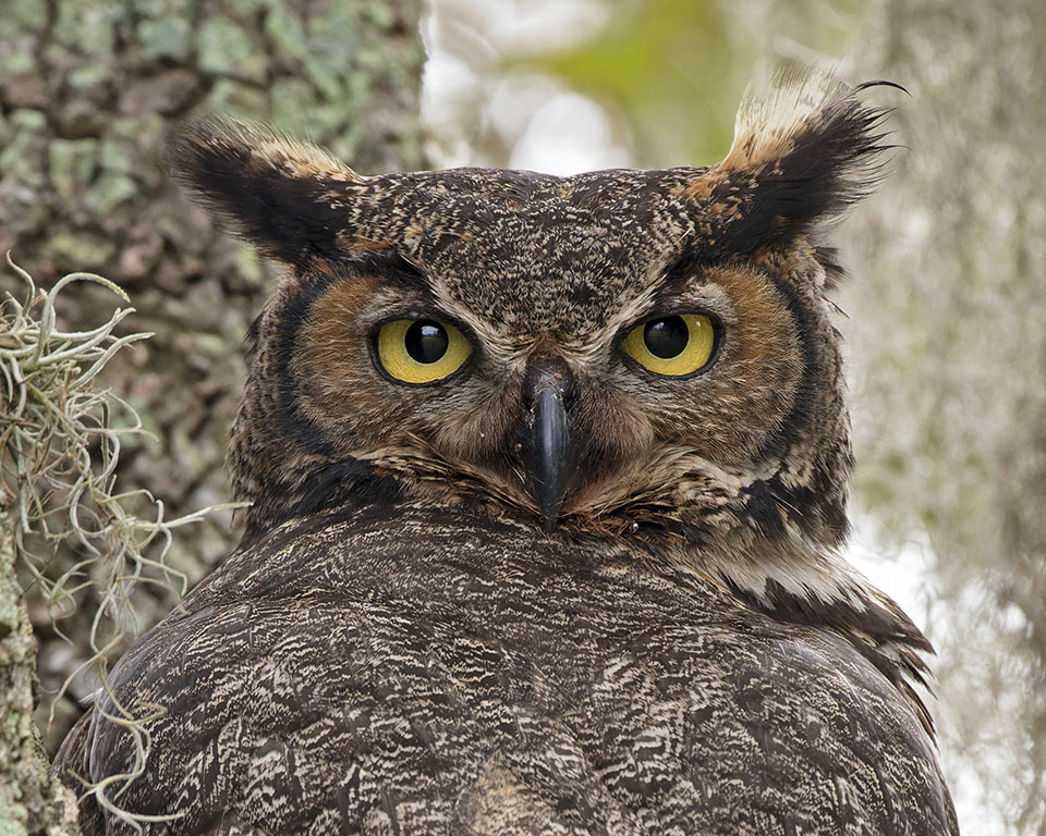 Great Horned Owl by Karl Hoeffner
