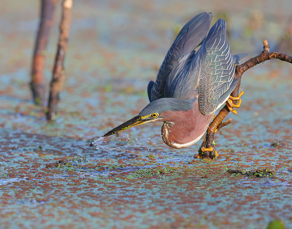 Green Heron by Andrew McCullough