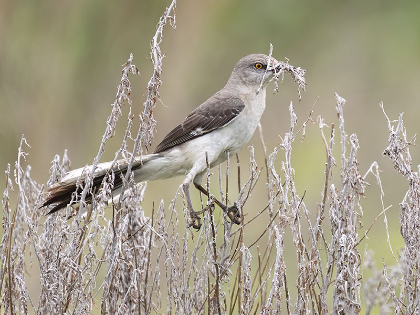 Northern Mockingbird by Stan Bravenec