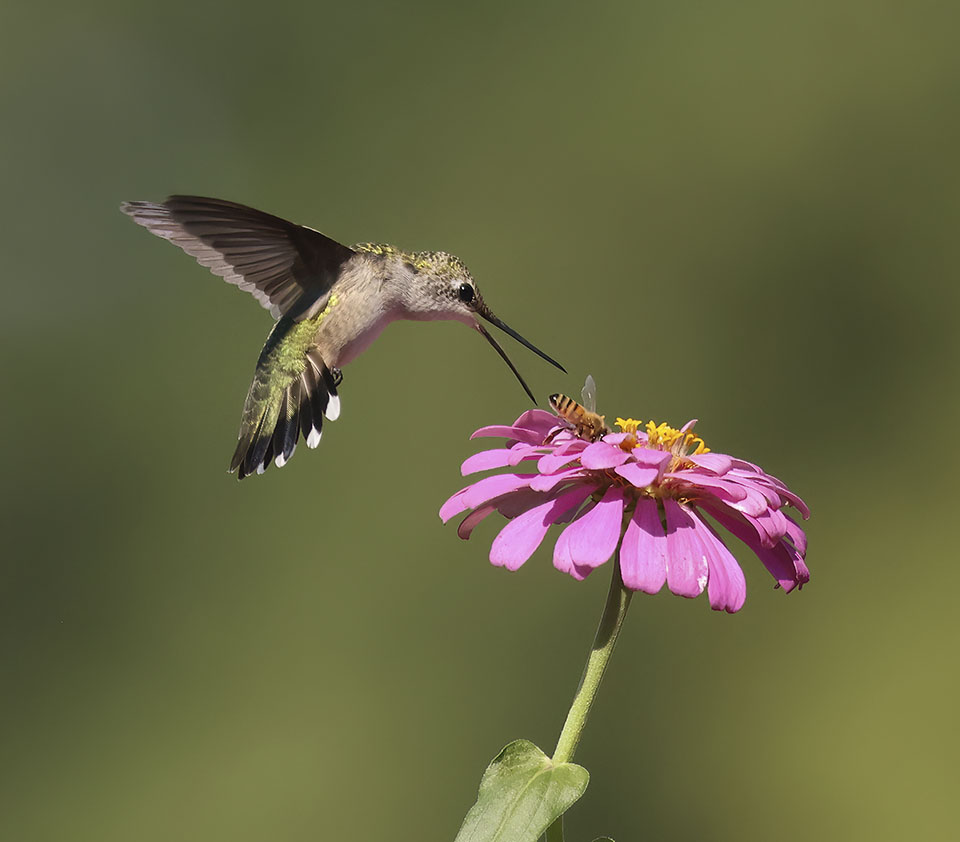 Ruby-throated Hummingbird by Dan Lotan