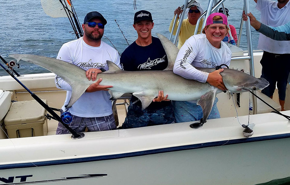 hammerhead shark