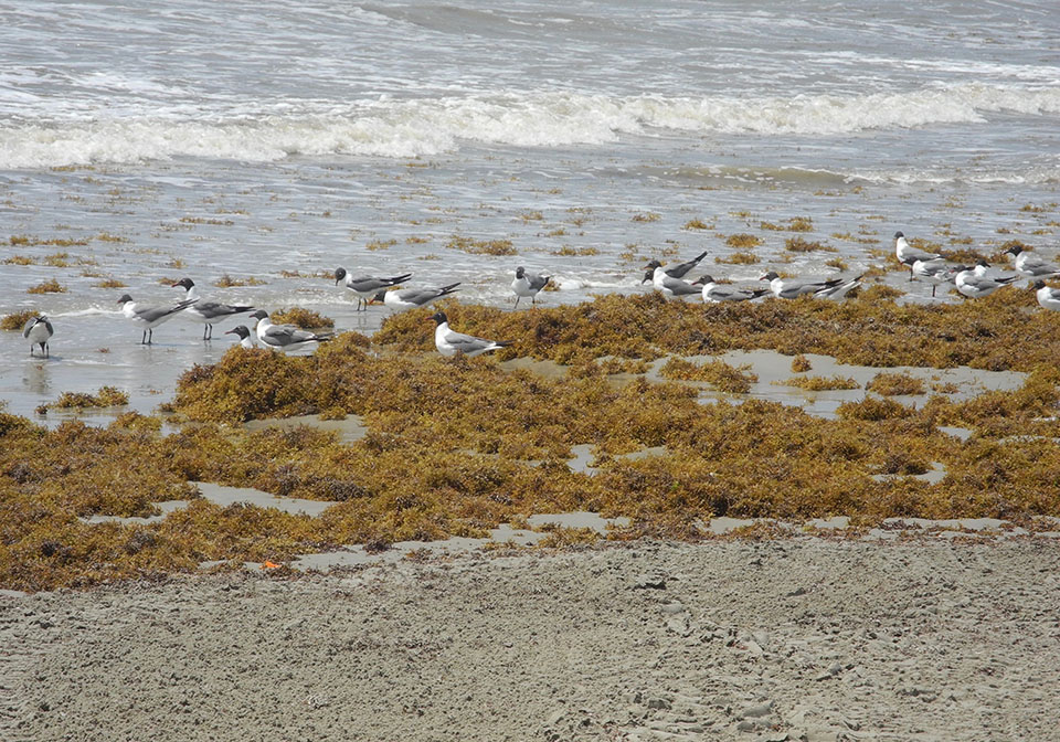 Laughing Gulls at Water's Edge