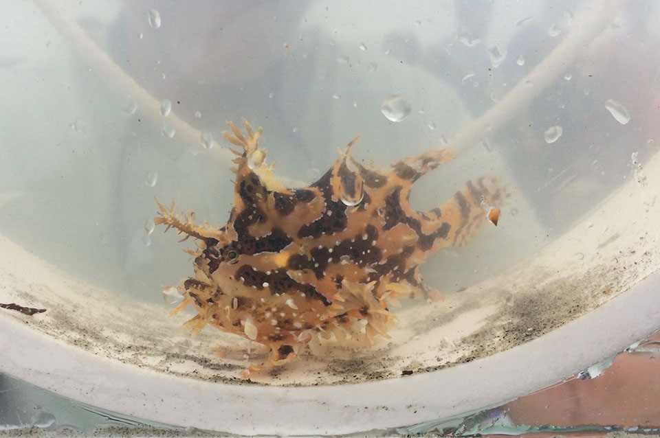 Sargassum Fish Sargassum Fish