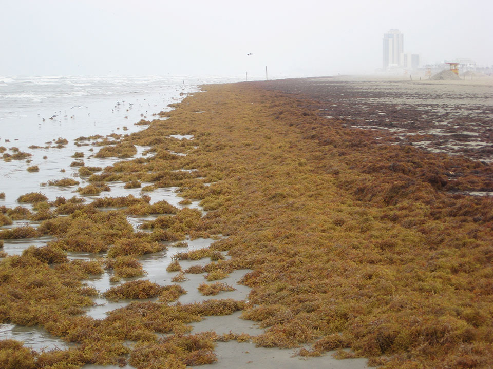 Seaweed Piles