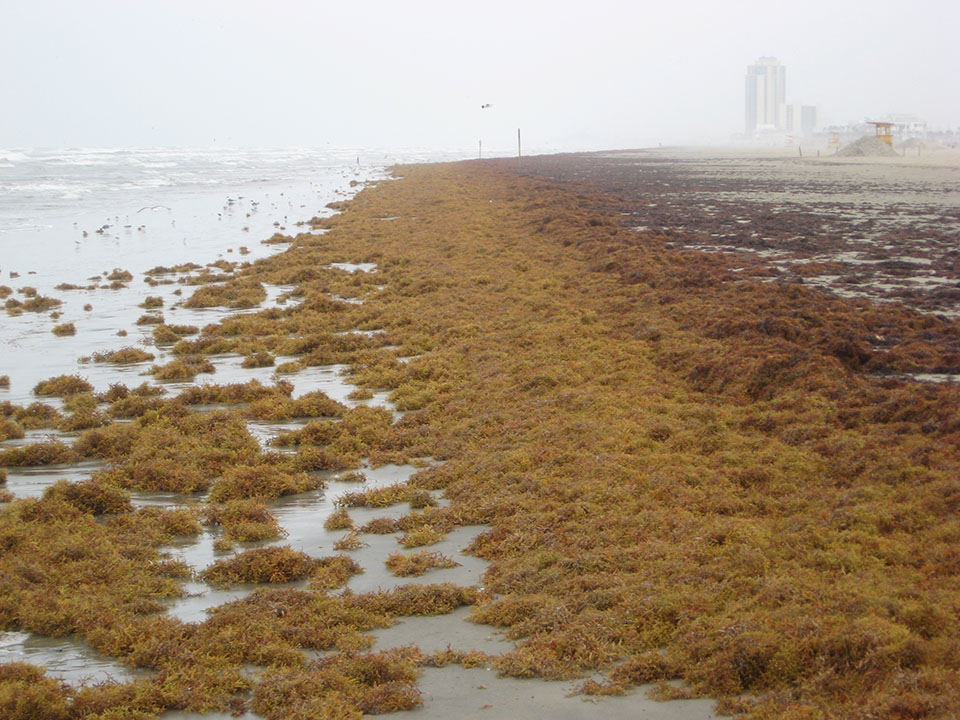 Seaweed Piles Seaweed Piles