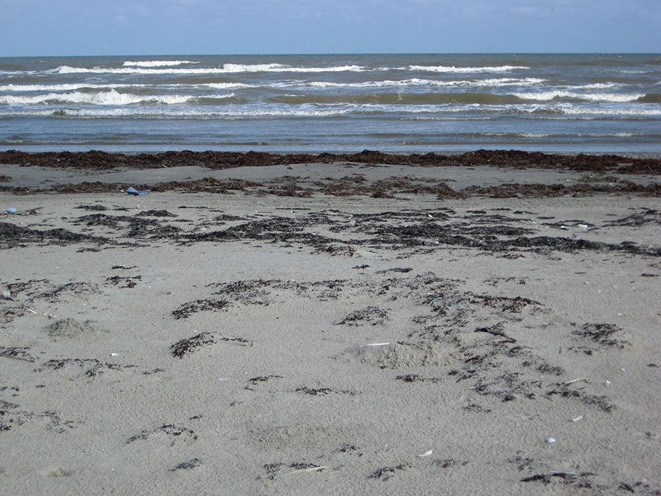 Seaweed Traps Sand