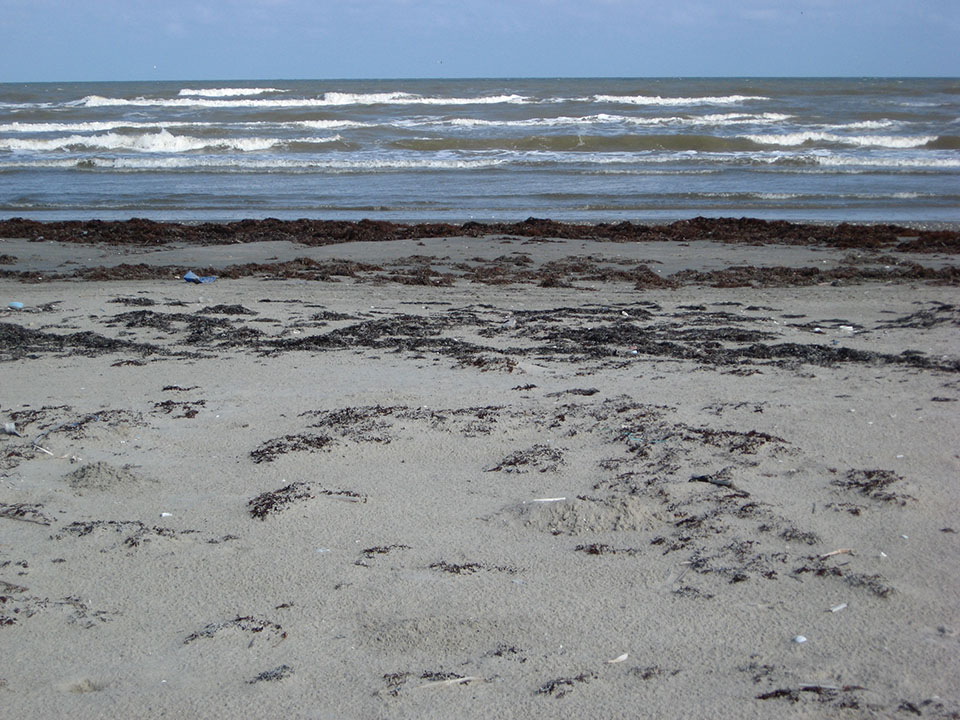Seaweed Traps Sand Seaweed Traps Sand