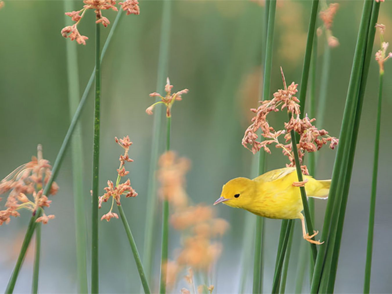 Warbler at Coastal Heritage Preserve