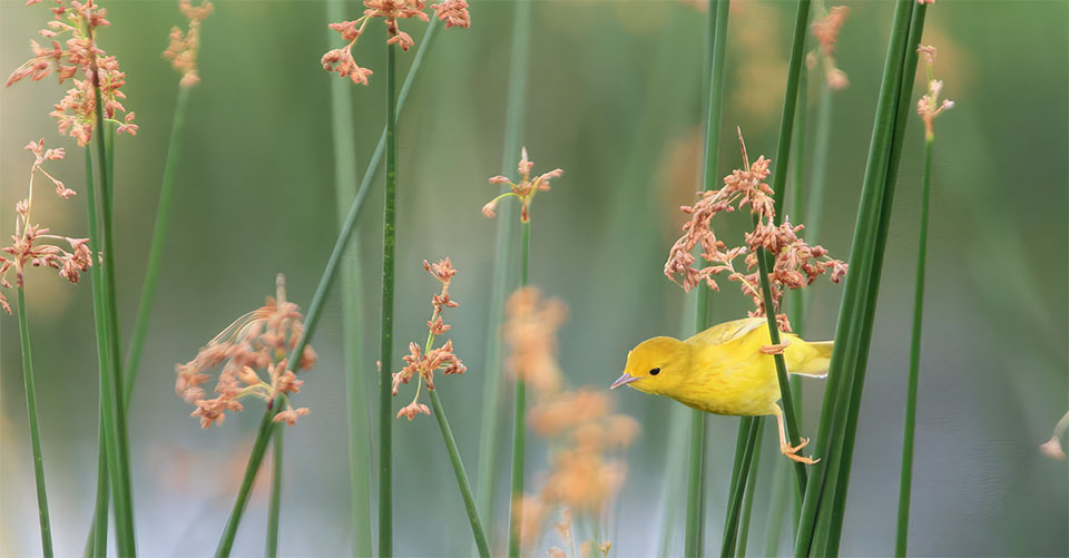 Warbler at Coastal Heritage Preserve