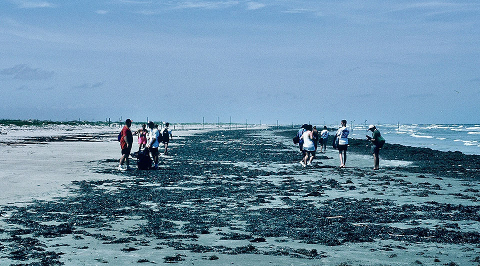 College Students Cleaning a Stretch of Beach