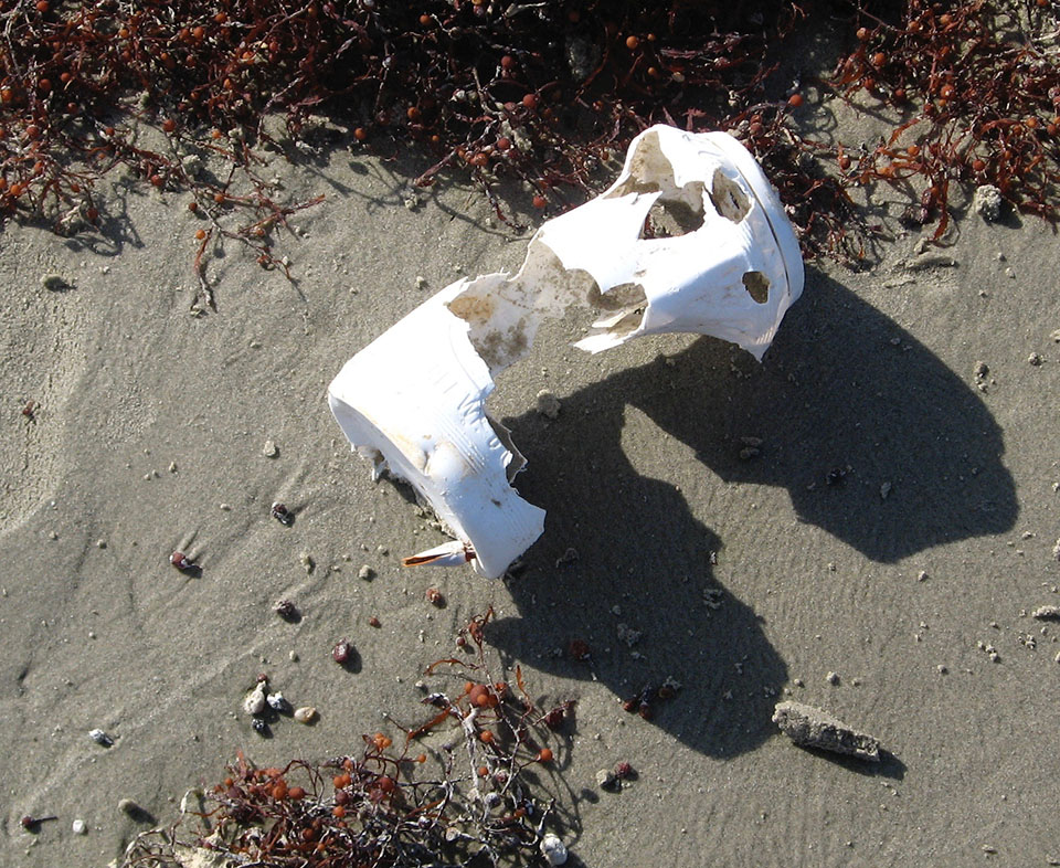 Item Shredded by Sea Turtle Bites