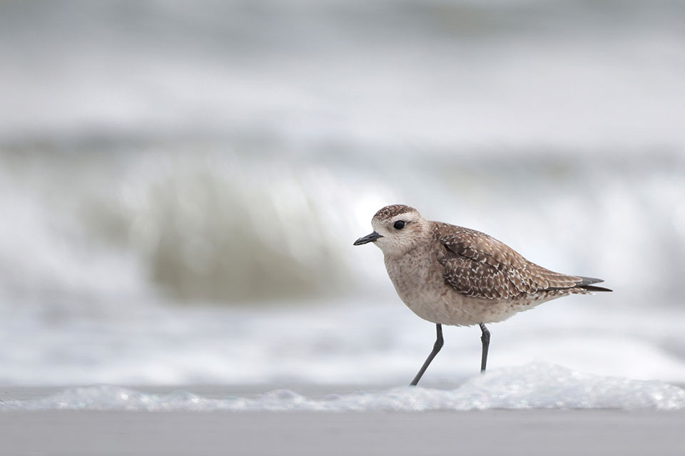 American Golden Plover by Greg Lavaty