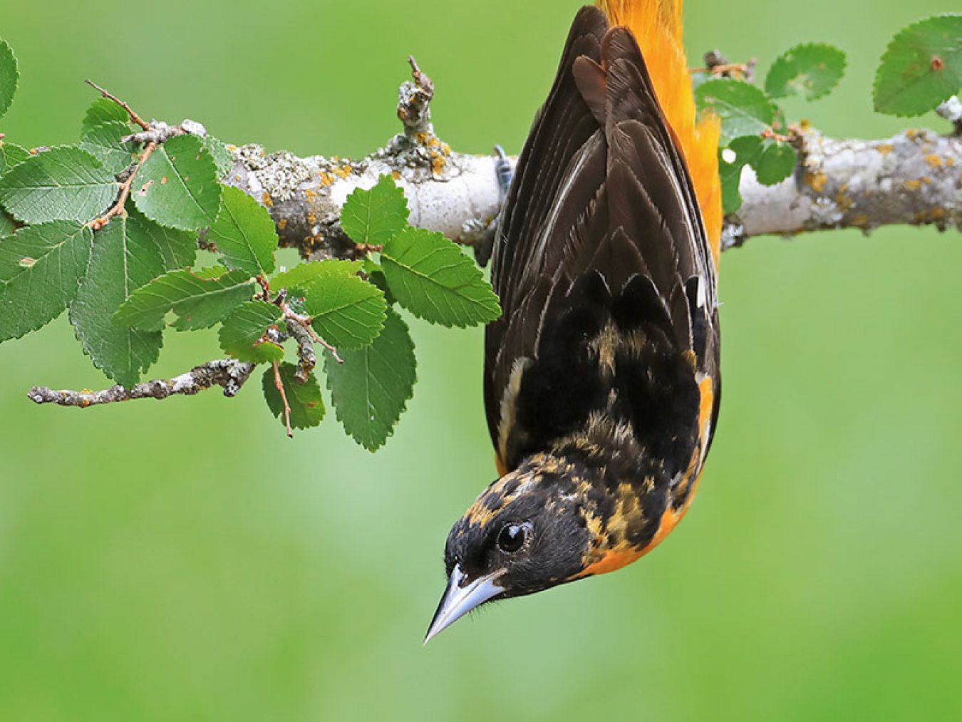 Baltimore Oriole by Anthony Louviere