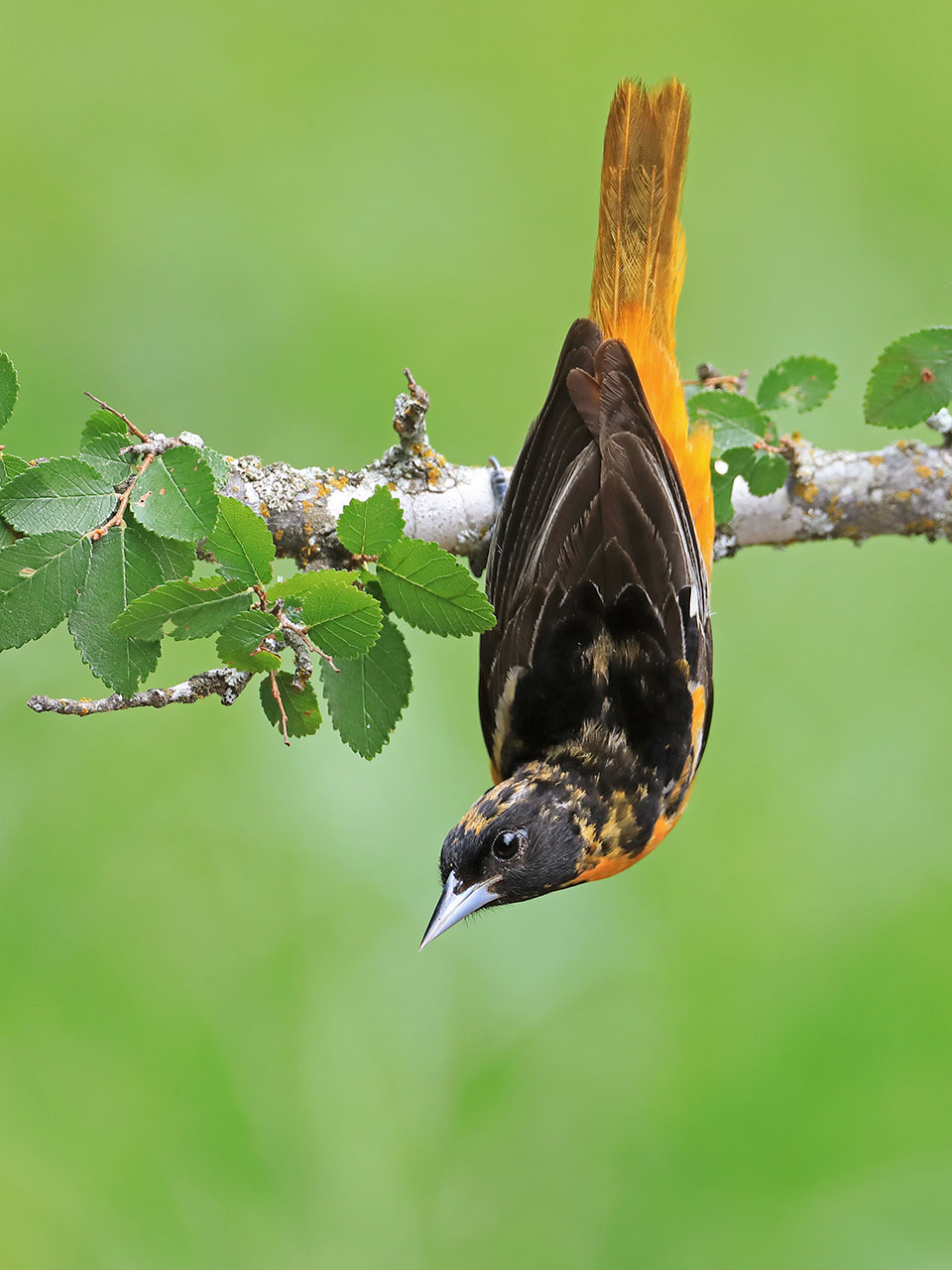 Baltimore Oriole by Anthony Louviere