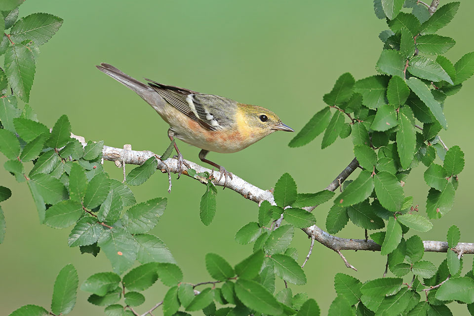 Bay Breasted Warbler by Anthony Louviere