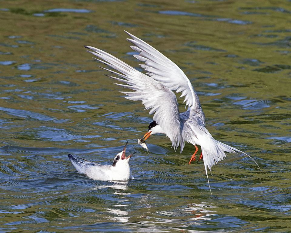 Forster's Terns by Karl Hoeffner