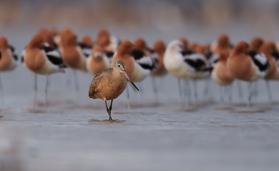 Marbled Godwit by Emily Neale