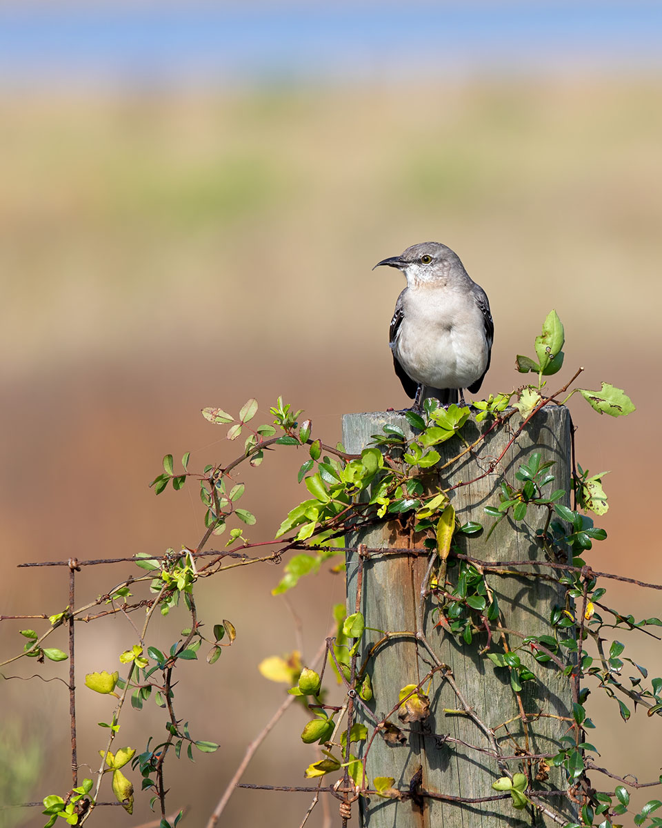 Mockingbird by Julie Chapa