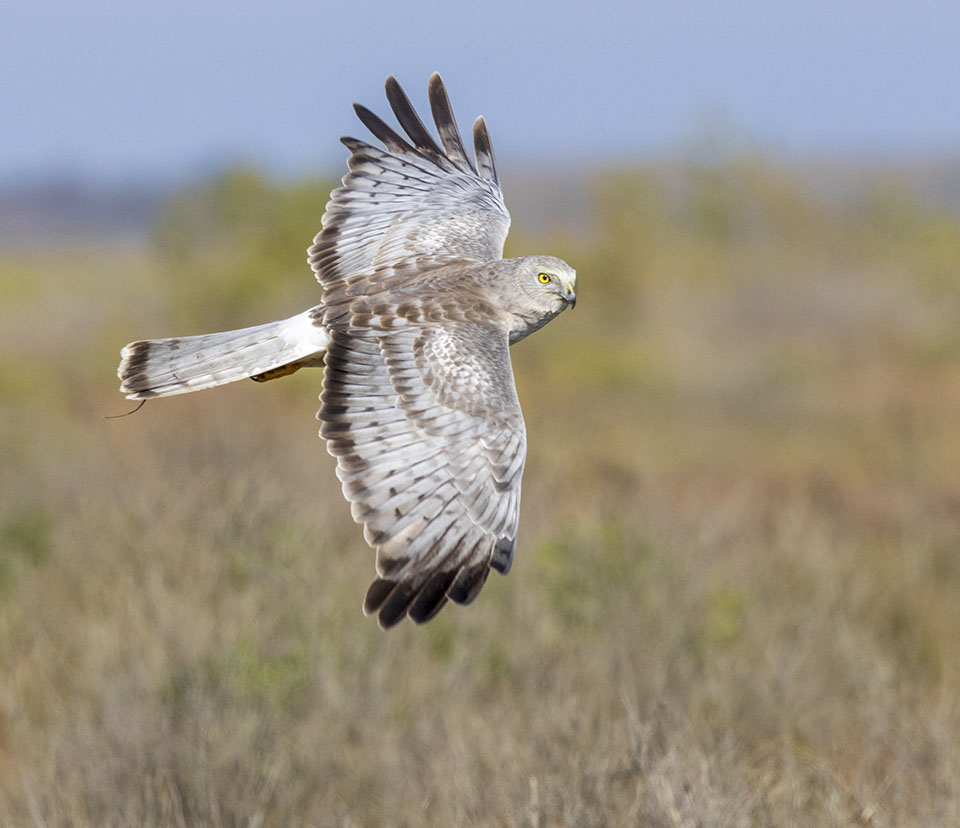 Northern Harrier by Roy Freese