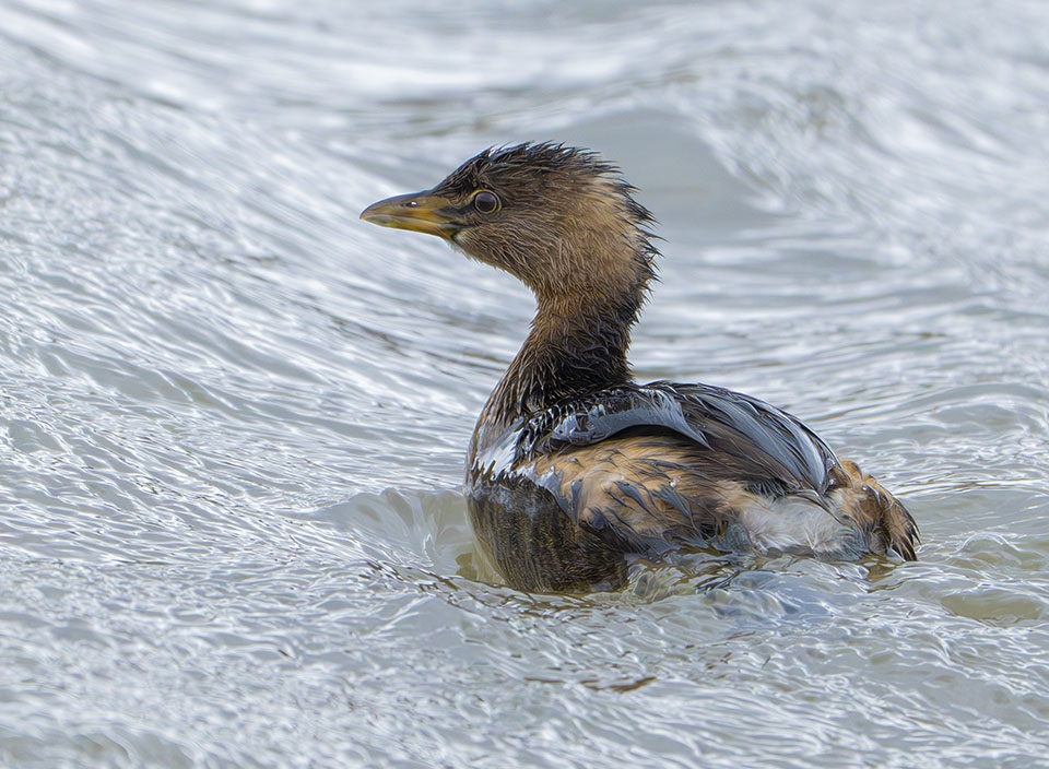 Pied Billed Grebe by Steve Schuenke