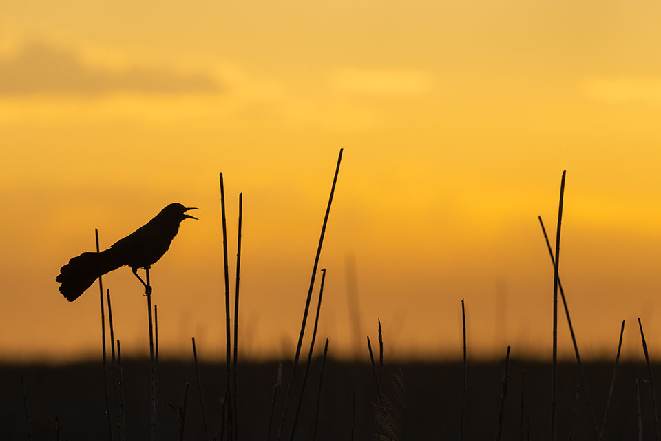 Redwinged Blackbird by Mike Pantaleo