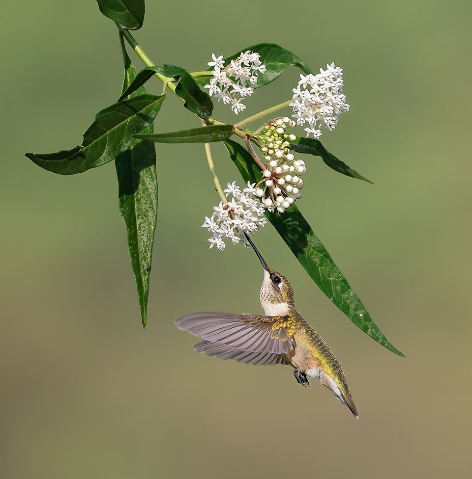 Ruby-throated Hummingbird by Dan Lotan
