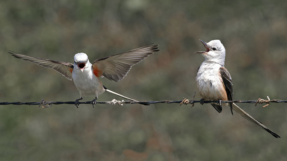 Scissor-tailed Flycatcher