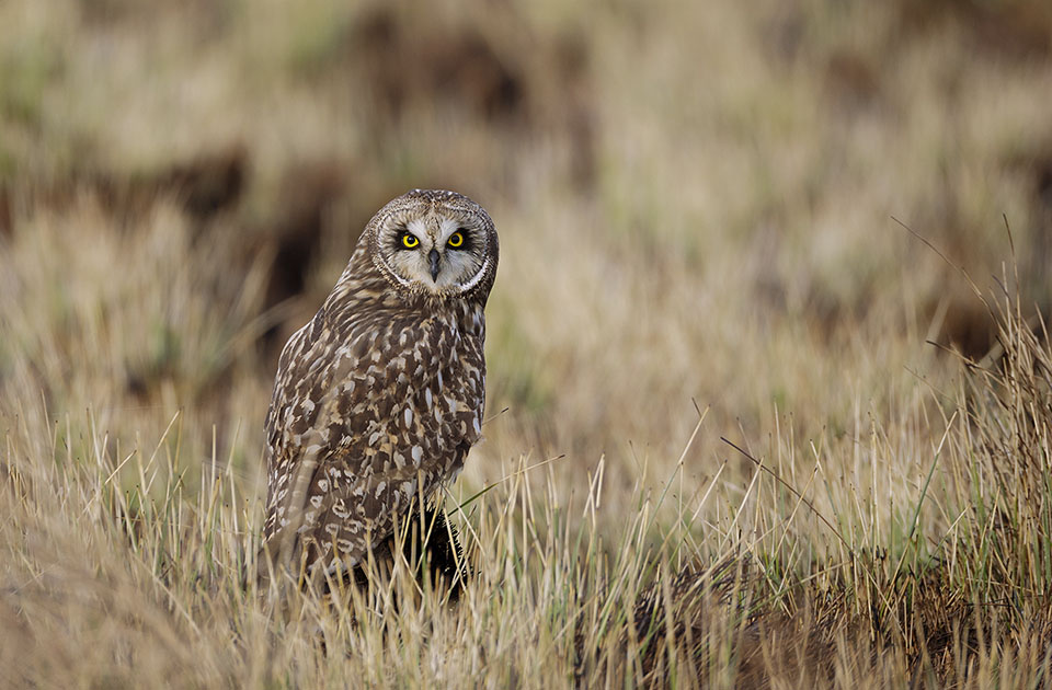 Short Eared Owl by Jim Stough