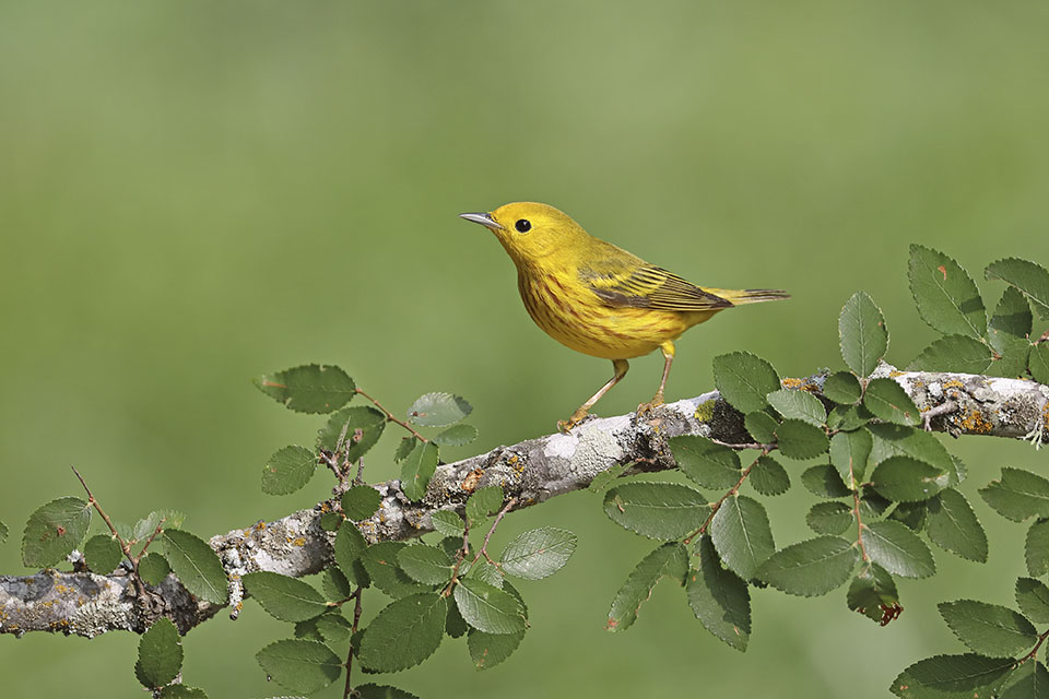 Yellow Warbler by Anthony Louviere