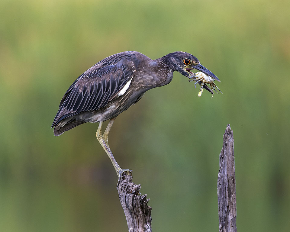 Yellow-crowned Night Heron by Karl Hoeffner