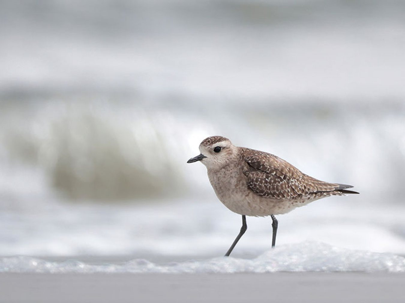 American Golden Plover by Greg Lavaty