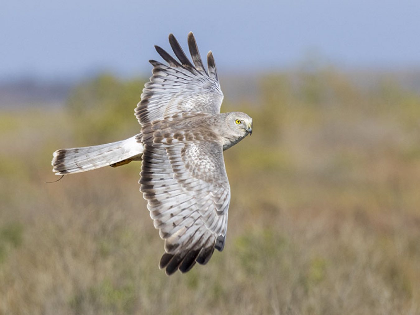 Northern Harrier by Roy Freese